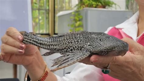 垃圾魚怎麼養|垃圾魚(琵琶鼠魚)的飼養知識